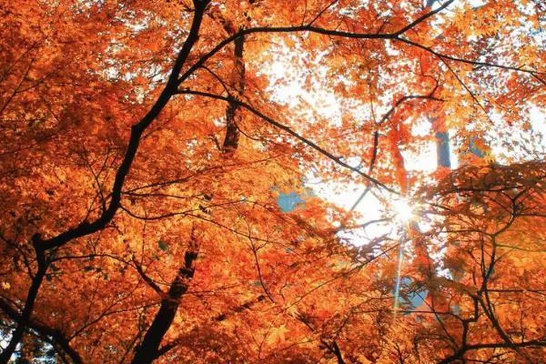 2020庐山枫叶最佳观赏期是什么时候 庐山红叶的最佳观赏地点