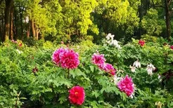 2021上海植物园牡丹园赏花攻略-观赏时间及门票