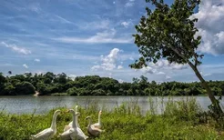 海南这个县汇聚了永庆寺、美榔姐妹塔、红树湾湿地公园，适合养老