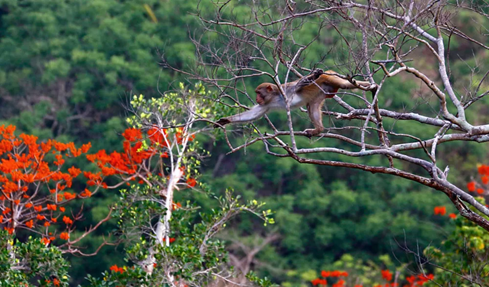 亚龙湾人间天堂鸟巢度假村雨林奇雨林动物